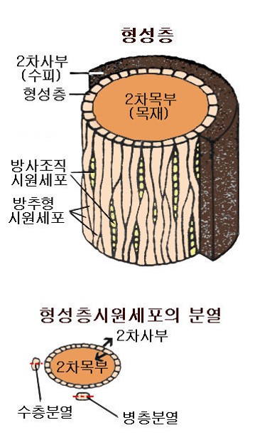 형성층 모식도; 시원세포의 분열은 수층(수직)분열과 병층(수평)분열을 한다. 병층분열이 부피생장이 되는 분열이다